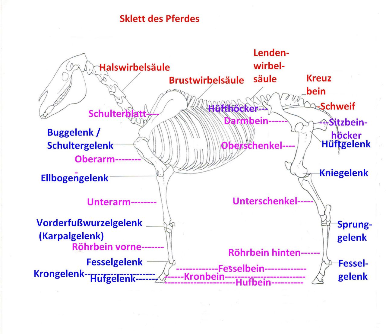 ReitundLongierabzeichen